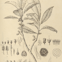 28. LUCUMA I. curvifolia, II. marginata.