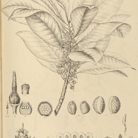 29. LUCUMA Rivicoa.