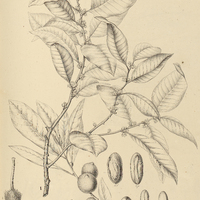 30. I. LUCUMA procera, II. lasiocarpa.