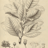 32. LUCUMA ramiflora.