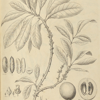 33. LUCUMA Caimito.