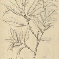 34. LUCUMA parviflora.