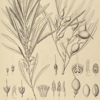 35. LUCUMA Sellowii.