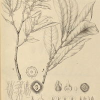 36. LUCUMA I. chrysophylloides, II. glomerata.