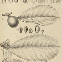 37. LUCUMA I. gomphiaefolia, II. pfammophila var: ?, III. retusa, IV. SIDEROXYLON venulosum.