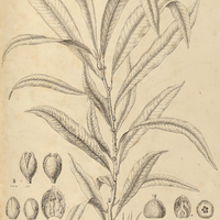 38. PASSAVERIA lanceolata.