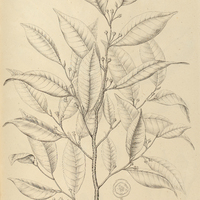 39. CHRYSOPHYLLUM flexuosum.