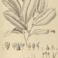 40. I. CHRYSOPHYLLUM amplifolium. II. PASSAVERIA obovata. III. var : ?. tomentosa.