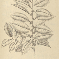 41. CHRYSOPHYLLUM sericeum.