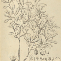 42. CHRYSOPHYLLUM ebenaceum.