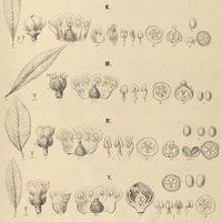 43. CHRYSOPHYLLUM ebenaceum : I.var. pedunculata, II.var. obversa, III.var. longifolia, IV.var…