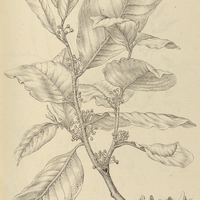 44. CHRYSOPHYLLUM brasiliense.