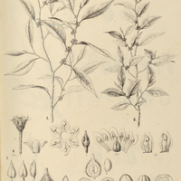 45. I. CHRYSOPHYLLUM rufum var.?. II. SIDEROXYLON Gardnerianum var.?.