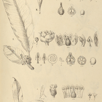 46. I. LUCUMA glabrescens. II. CHRYSOPHYLLUM oleaefolium. III. SIDEROXYLON Spruceanum.