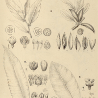47. I. PASSAVERIA obovata, II. OXYTHECE leptocarpa, III. P. lancifolia, IV. O. Pseudo - Sideroxylon.