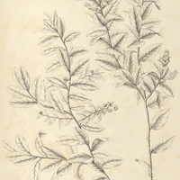 48. GAYLUSSACIA Rhododendron.