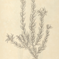 49. GAYLUSSACIA Vitis Jdaea