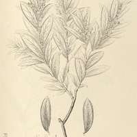 50. GAYLUSSACIA salicifolia.