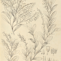 52. GAYLUSSACIA I. oleaefolia, II. Martii, III. Riedelii.