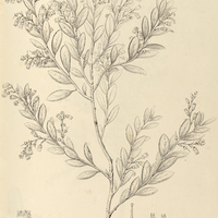 53. GAYLUSSACIA decipiens.