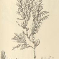 54. GAYLUSSACIA rugosa.