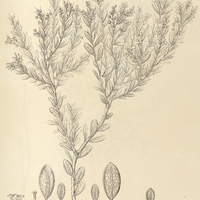 55. GAYLUSSACIA reticulata.