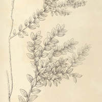56. PERNETTYA I. myrtilloides, II. var. ?.