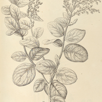 57. GAULTHERIA ferruginea.
