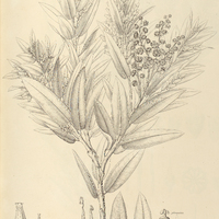 58. LEUCOTHOE oleaefolia.