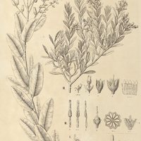 59. I. LEUCOTHOE crassifolia. II. GAYLUSSACIA hispida var.?.