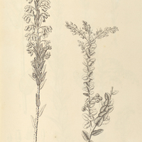 60. LEUCOTHOE I. intermedia, II. cordifolia.