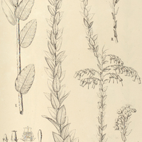 61. LEUCOTHOE I. chlorantha, II. var. angustifolia.