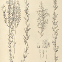62. LEUCOTHOE I. subcanescens. II. hispidula.
