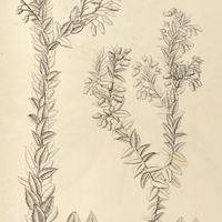 63. LEUCOTHOE I. serrulata, II. breviflora.