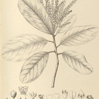 64. CLETHRA brasiliensis.