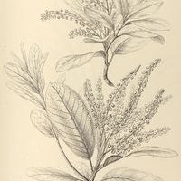 65. CLETHRA laevigata.