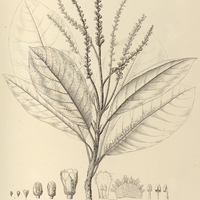 66. CLETHRA spicigera.