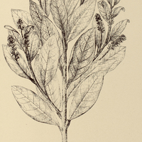 67. PAMPHILIA aurea.