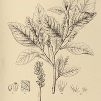 68. PAMPHILIA styracifolia.