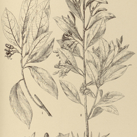 69. STYRAX I. glabratum, II. leprosum.