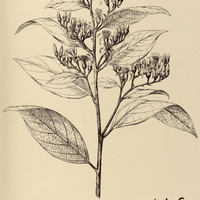70. STYRAX longiflorum.