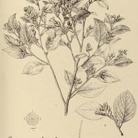 71. STYRAX Martii.
