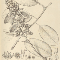 73. MARIPA I. passifloroides, II. axilliflora.