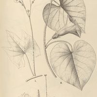 76. IPOMOEA I. (Quamoclit) hederifolia, II. (Pharbitis) echinocalyx.