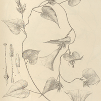 77. IPOMOEA (Pharbitis) Jamaicensis, var. ? intermedia.