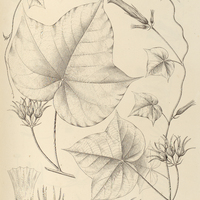 78. IPOMOEA (Pharbitis) acuminata.