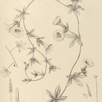 80. IPOMOEA (Pharbitis) cissoides, I. var. integrifolia, II. var. vulgaris.
