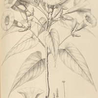 81. IPOMOEA (Orthipomoea) fistulosa.