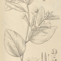 82. IPOMOEA (Orthipomoea) coriacea.