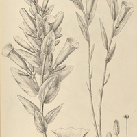 83. IPOMOEA (Orthipomoea) virgata, I. var. subspicata, II. var. angustata.